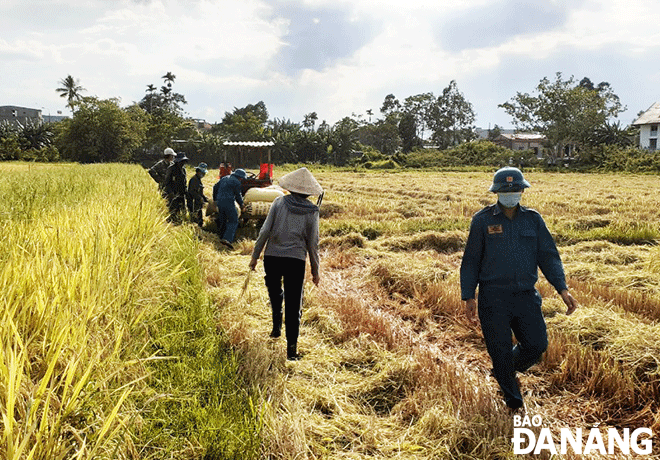 Lực lượng dân quân tự vệ ra đồng gặt lúa giúp dân.