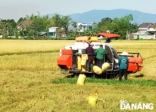 Người dân ra đồng gặt lúa trong điều kiện bảo đảm giãn cách xã hội.