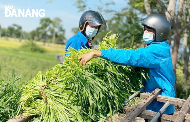 Giúp nông dân yên tâm sản xuất