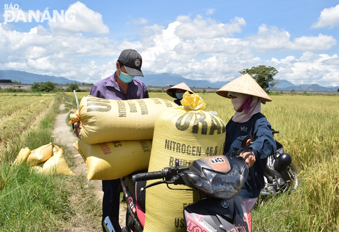 Nông dân ở thôn La Bông, xã Hào Tiến được tạo điều kiện cho ra đồng để tham gia thu hoạch lúa và chở lúa về sân phơi. Ảnh: HOÀNG HIỆP 
