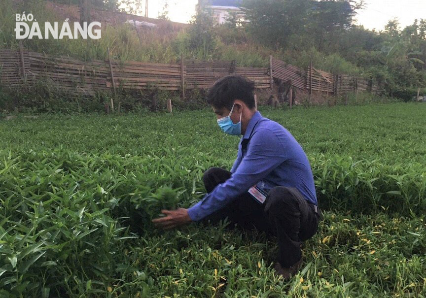  At the crack of dawn, Mr Nhan took advantage of the time to cut morning glory to transport to each house as soon as possible.