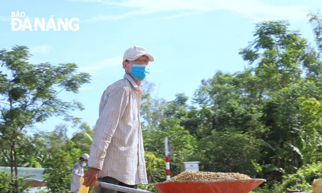 Theo các nông dân, trong điều kiện thành phố thực hiện giãn cách xã hội, lúa chín vàng nên các lực lượng tình nguyện đã ra đồng gặt giúp dân. Ảnh: NGỌC PHÚ