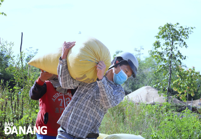 Heavy bag of rice are brought to the street for to be dried.