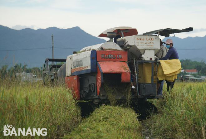 Nông dân huyện Hòa Vang khẩn trương thu hoạch diện tích lúa chín còn lại trước khi bão cập bờ. Ảnh: HOÀNG HIỆP
