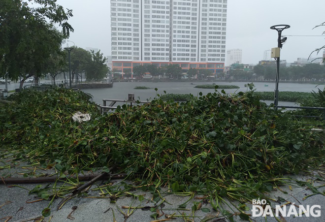 Picking up water hyacinth in Thac Gian Lake to facilitate the discharge of stormwater in a bid to prevent flooding. Photo: HOANG HIEP