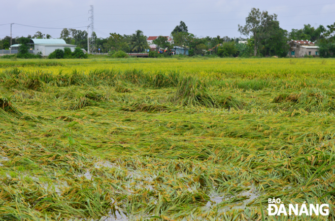 Hoa Vang District’s Hoa Khuong Commune Peoples Committee Chairman Nguyen Chi Tri said before storm Conson, 30 hectares of paddy fields in Hoa Khuong Commune had not yet been harvested, of which, 20 hectares were at green ring stage while 10 others were in the ripening process and got ripened only 70%.