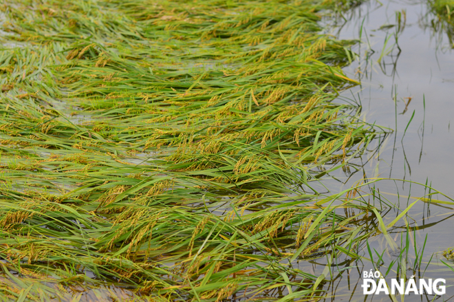 Many rice plants are flattened by heavy rains. Long spells of rains in the past few days have devastated paddy crops.