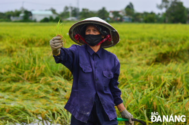 A woman farmer in Phu Son Tay Village, Hoa Khuong Commune, mourns as she sees her damaged paddy crop.