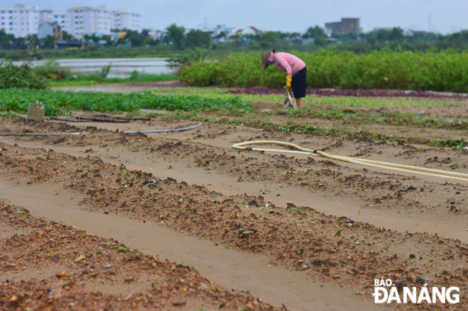 Heavy rains combined with high river level caused flooding which destroyed many cultivated areas in the La Huong vegetable farm in Cam Le District.