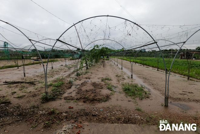 The damaged area of the La Huong vegetable farm is seen after the waters receded. Such vegetable crops as amaranth, fenugreek, chili, melon, squash, cinnamon have been devastated.