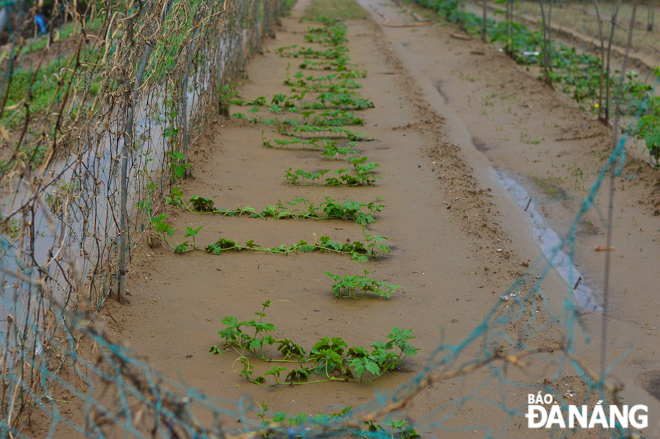 Vines are among those that have survived heavy rains.