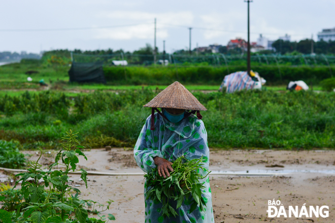 Water spinach is a rare vegetable that can withstand flooding, and many farmers harvest it for home and market.