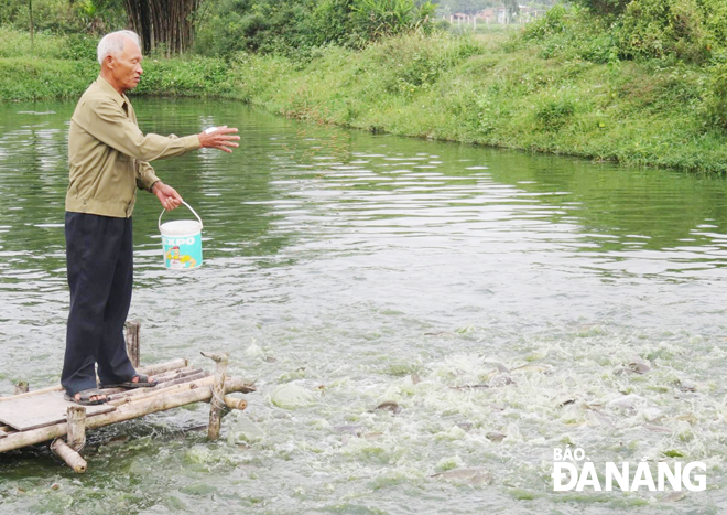 Ông Nguyễn Quốc Huy tại mô hình nuôi cá của gia đình.  Ảnh: LÊ VĂN THƠM