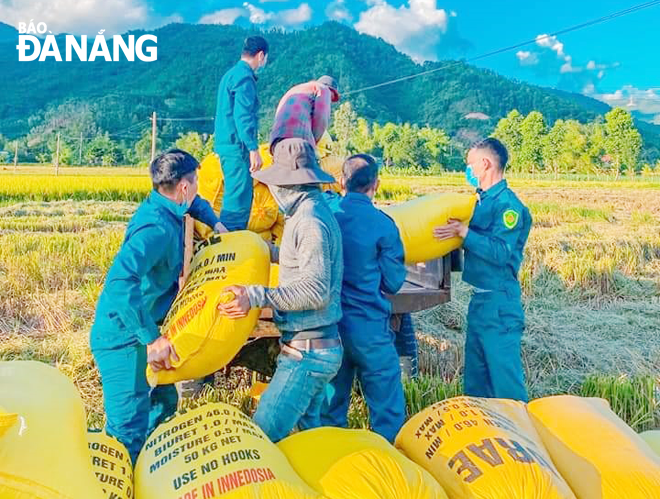 Dân quân xã Hòa Bắc, huyện Hòa Vang hỗ trợ người dân gặt lúa. Ảnh: C.T