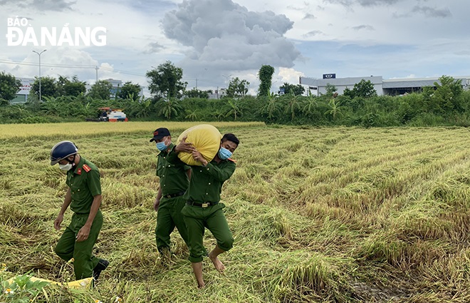  Hoa Phuoc Commune police officers help local people harvest rice and bring back to their home amid the COVID-19 pandemic. Photo courtesy by Hoa Phuoc Commune chapter of Youth Union.