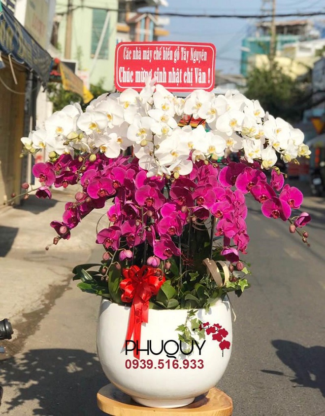 Hoa lan phú quý  cửa hàng lan hồ điệp uy tín tại đà nẵng