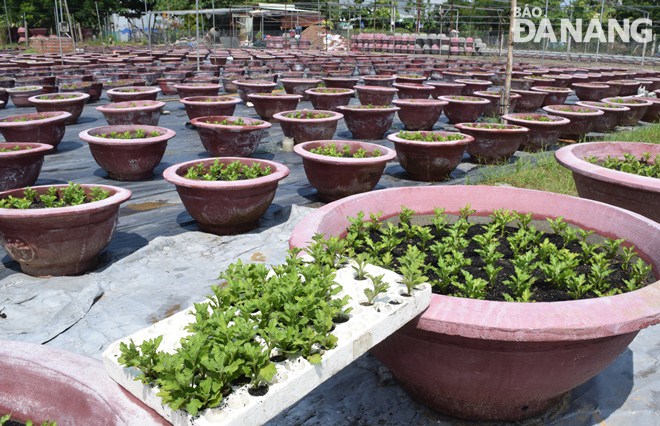 Pots of 15-day-old chrysanthemum plantlets have been grown by tissue culture in Cam Le District's Hoa Xuan Ward