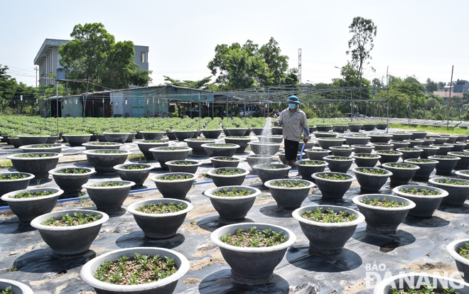 A farmer in Cam Le District's Hoa Tho Tay Ward meticulously taking cafe of pots of chrysanthemum for Tet