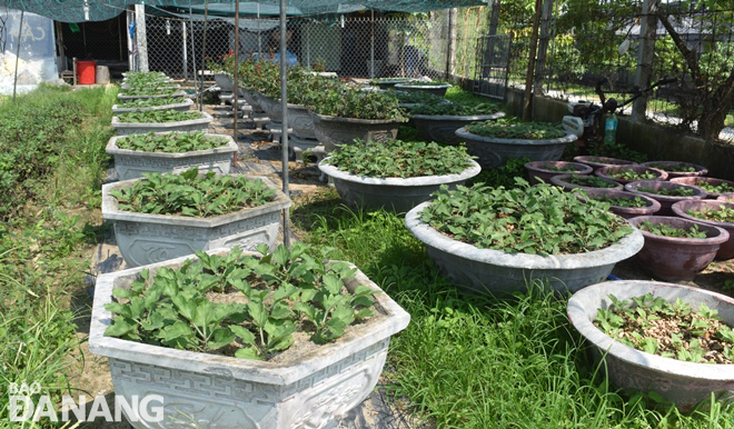 Another pots of chrysanthemums grown in the district