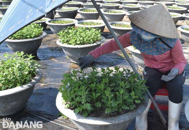 A flower grower in Cam Le District's Hoa Tho Dong Ward cutting off flower buds, which they might produce blooms before Tet