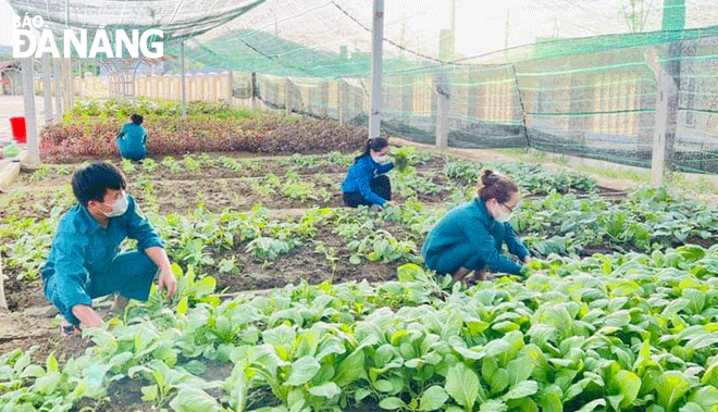 Chiến sĩ dân quân Chi đoàn Quân sự xã Hòa Nhơn (huyện Hòa Vang) chăm sóc vườn rau xanh.  Ảnh: HỒNG HẠNH