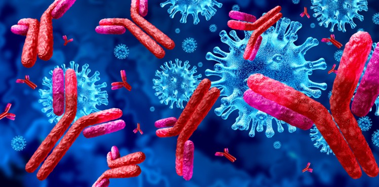 Minh hoạ kháng thể tấn công các protein gai trên bề mặt virus, ngăn virus xâm nhập tế bào.