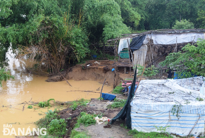 Water levels have remained high on the Yen River for the past one month because of continuous heavy rains and discharges from reservoirs of hydropower plants, causing some parts of riverbanks to be eroded. Photo: HOANG HIEP