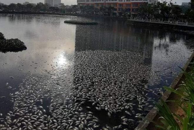 Thu gom 2,2 tấn cá chết tại hồ Thạc Gián