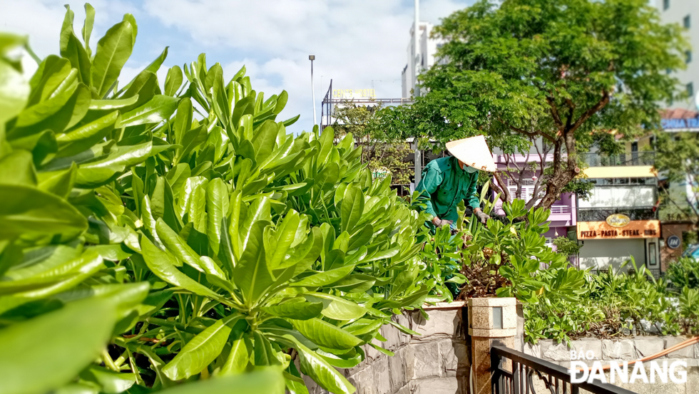 A worker is pruning the branches of trees along Tran Hung Dao Street