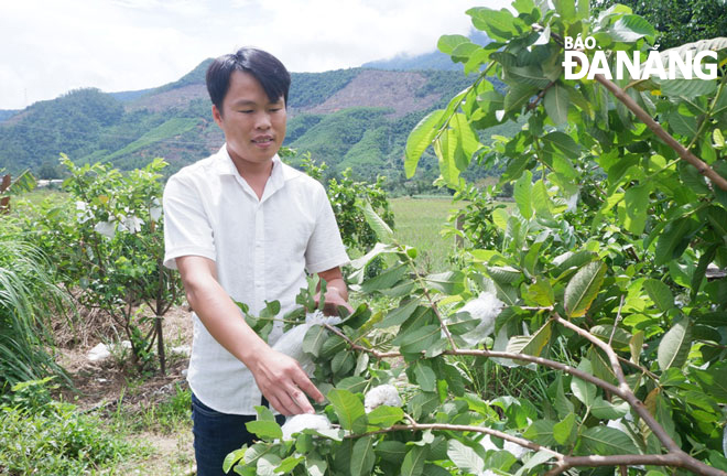 The process of planting and caring for guava trees was learned by himself via the internet. Photo: Mai Hien