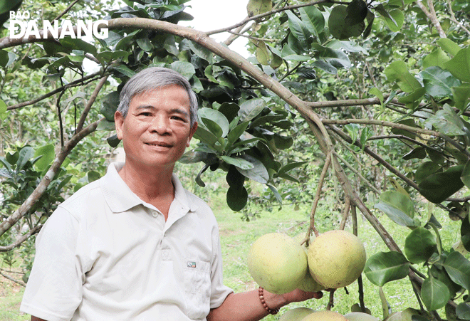 Ông Bùi Quang Tiến đang theo đuổi giấc mơ thương hiệu bưởi Hòa Ninh theo mô hình VietGap. 