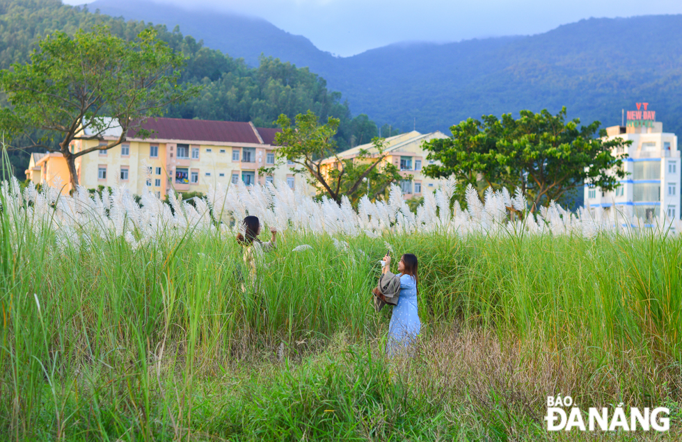 White reeds bloom evenly and beautifully from late October to early. Photo taken at a field of white reeds along Hoang Sa Street.