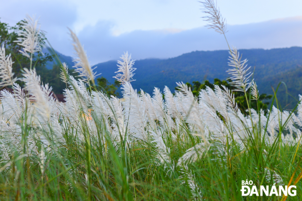 White reeds often grow in clusters in vacant land lots and their blooming period often lasts about 3 weeks.