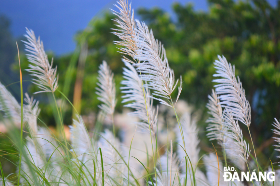 Ravishing beauty of white reeds at Son Tra Peninsula foot - Da Nang Today -  News - eNewspaper