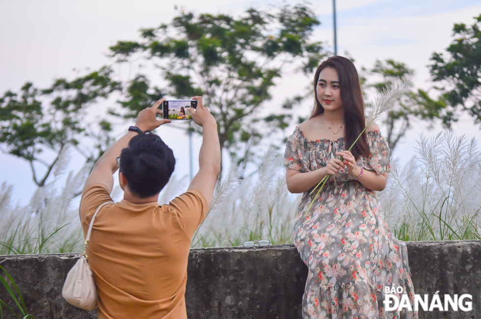 Fields of white reeds attract many young people to check-in