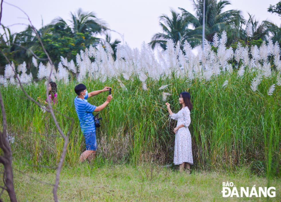 Reed fields are very inviting to young local residents and visitors who want to pose for photos and save their unforgettable memories with their friends there. 