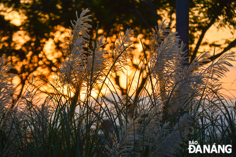 White reed fields in the sunset.