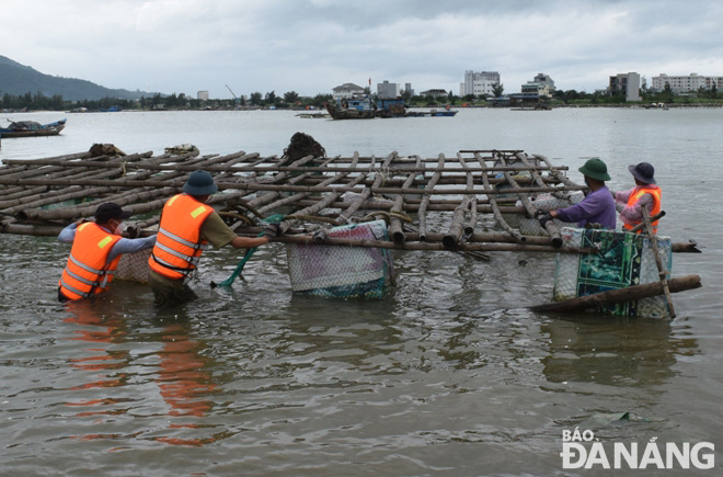 Functional forces in Son Tra District supporting fishermen to pull fish cages closer to the shore. Photo: HOANG HIEP