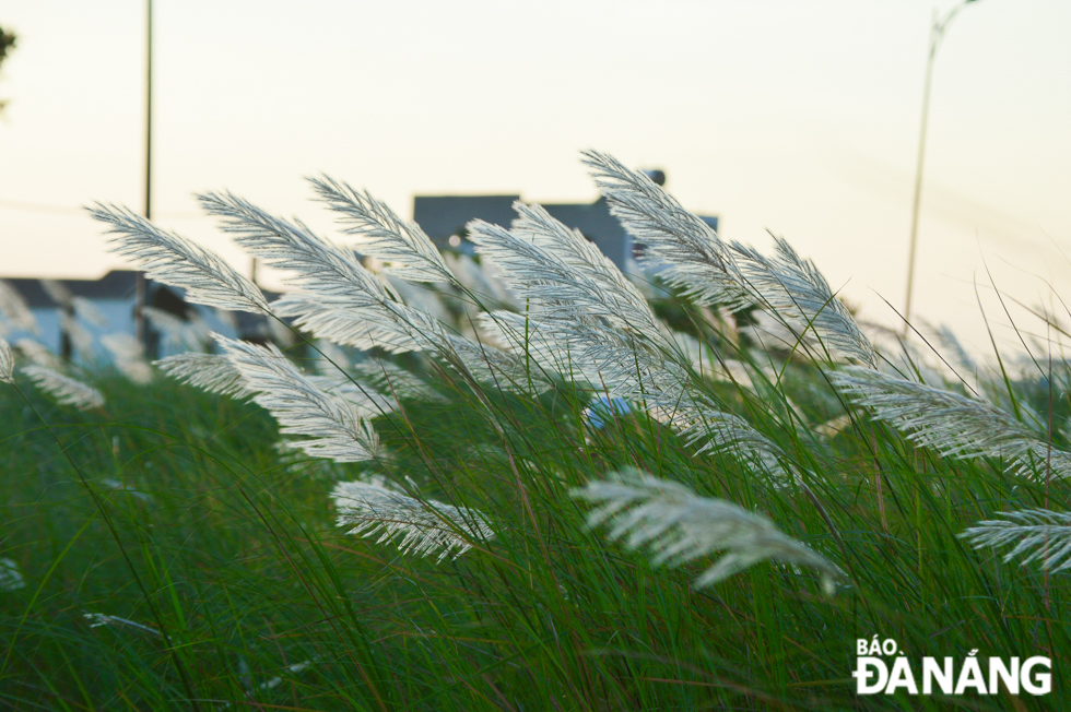 White reed blossom is a sign of a winter to come 