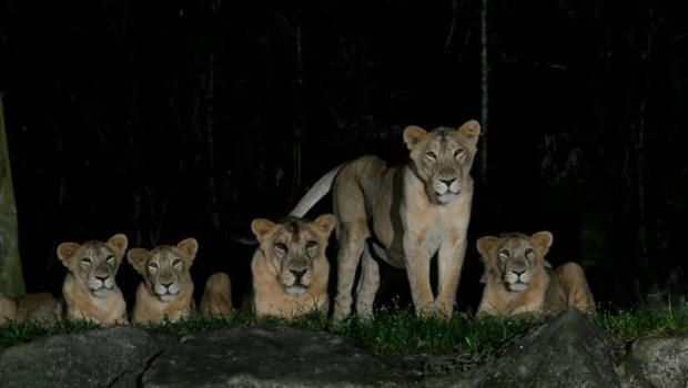 Illustrative image (Photo: Night Safari)