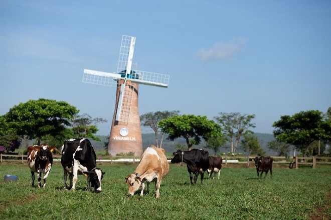 Vinamilk hiện có 2 trang trại bò sữa organic tại Việt Nam và dự án tổ hợp trang trại organic tại Lào dự kiến sẽ đi vào hoạt động đầu năm 2022.