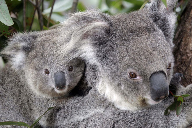 Koala là loài vật mang tính biểu tượng của Úc. Ảnh: AP