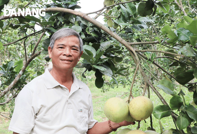 Mr Bui Quang Tien has pursued his dream of Hoa Ninh pomelo production models according to VietGap standards. Photo: N.H