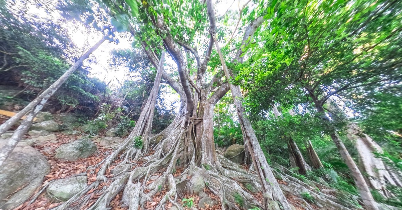 The thousand-year-old banyan tree on the Son Tra Peninsula