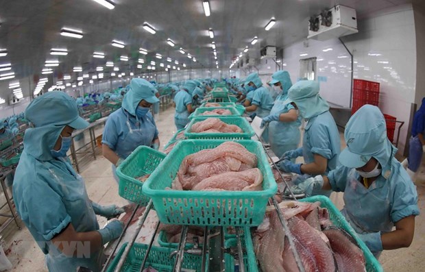 Tra fish processing (Photo: VNA)