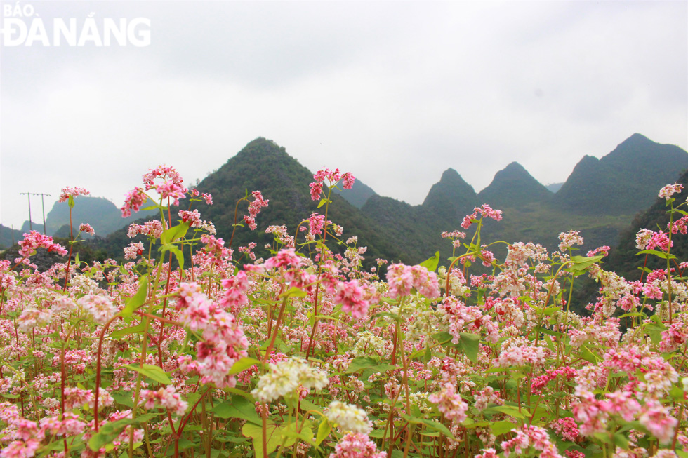 Early winter is the best time of the year for buckwheat flowers to bloom 