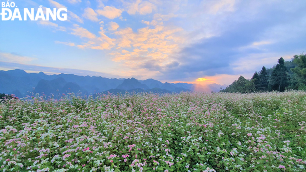 Hillsides on the Dong Van stone plateau are fully covered with buckwheat flower blossoms 