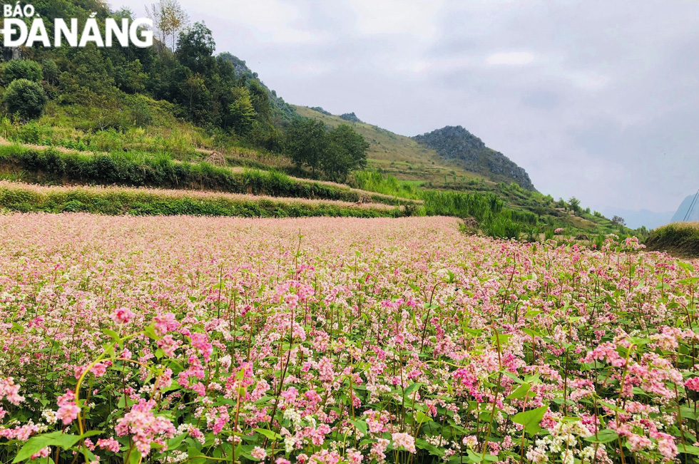 Buckwheat flowers are planted side by side to form a field