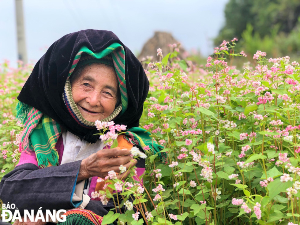 A Mong ethnic elderly woman posing for a photo with buckwheat flowers