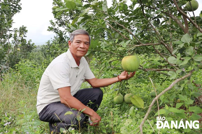 Ông Bùi Quang Tiến (thôn Sơn Phước) tự hào với vườn bưởi 500 gốc đang phát triển tươi tốt của mình. Ảnh: H.L